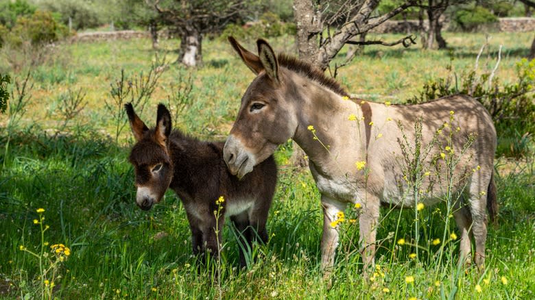 donkey and foal in field