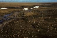 This undated aerial photo provided by U.S. Fish and Wildlife Service shows a herd of caribou on the Arctic National Wildlife Refuge in northeast Alaska. Petroleum drilling in Alaska's Arctic National Wildlife Refuge was not a consideration under President Barack Obama but it's getting renewed attention under the new administration. Alaska Sen. Lisa Murkowski and other members of the state’s congressional delegation are pushing legislation to allow drilling in the coastal plain of the refuge. (U.S. Fish and Wildlife Service via AP)