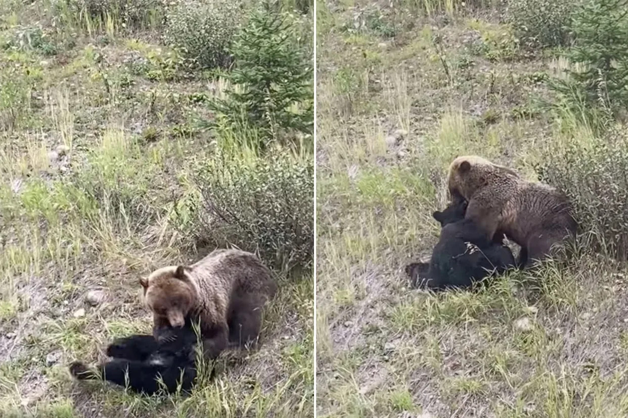 Подивіться, як ведмідь грізлі розбиває чорного ведмедя в Канаді