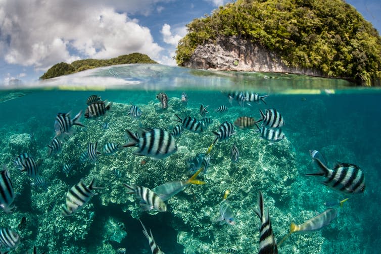 <span class="caption">We must start to see ourselves as a small part of a planetary natural system.</span> <span class="attribution"><a class="link " href="https://www.shutterstock.com/image-photo/damselfish-swim-shallow-water-palaus-inner-255796441?src=Jc_xUOzRsT4kapE91sLcjQ-1-29" rel="nofollow noopener" target="_blank" data-ylk="slk:Ethan Daniels/Shutterstock.com;elm:context_link;itc:0;sec:content-canvas">Ethan Daniels/Shutterstock.com</a></span>