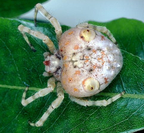 Spiders - The Australian Museum