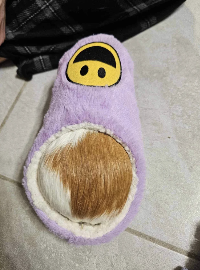 A guinea pig's rear visible through the opening of a furry, ankle-top slipper