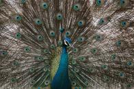 <p>Ein Pfau spreizt im Dusit-Zoo in Bangkok seine Federn. (Bild: Chaiwat Subprasom/Reuters) </p>