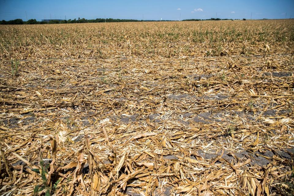 Drought-damaged corn fields in Central Texas are shown in this August 4, 2020 photo.