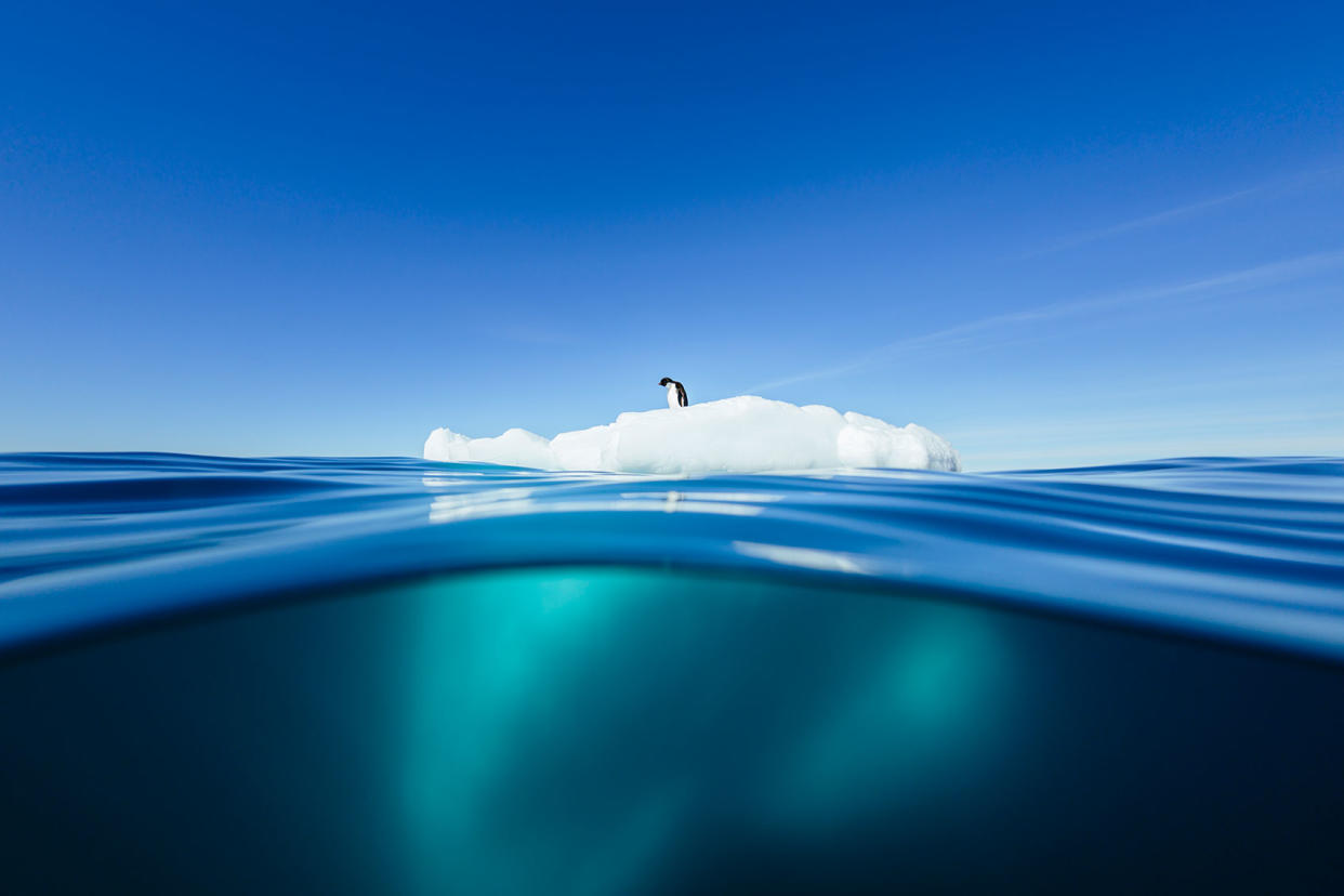 Lone penguin standing on ice floe Getty Images/Andrew Peacock