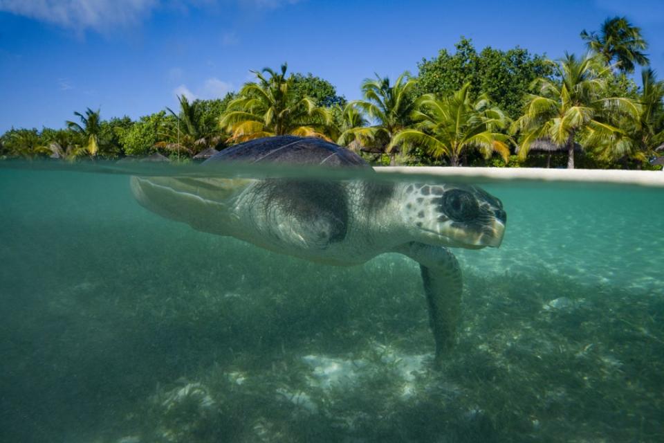 April enjoys a swim in the sea as a part of her enrichment in the Maldives (Kirsty O’Connor/PA) (PA Wire)