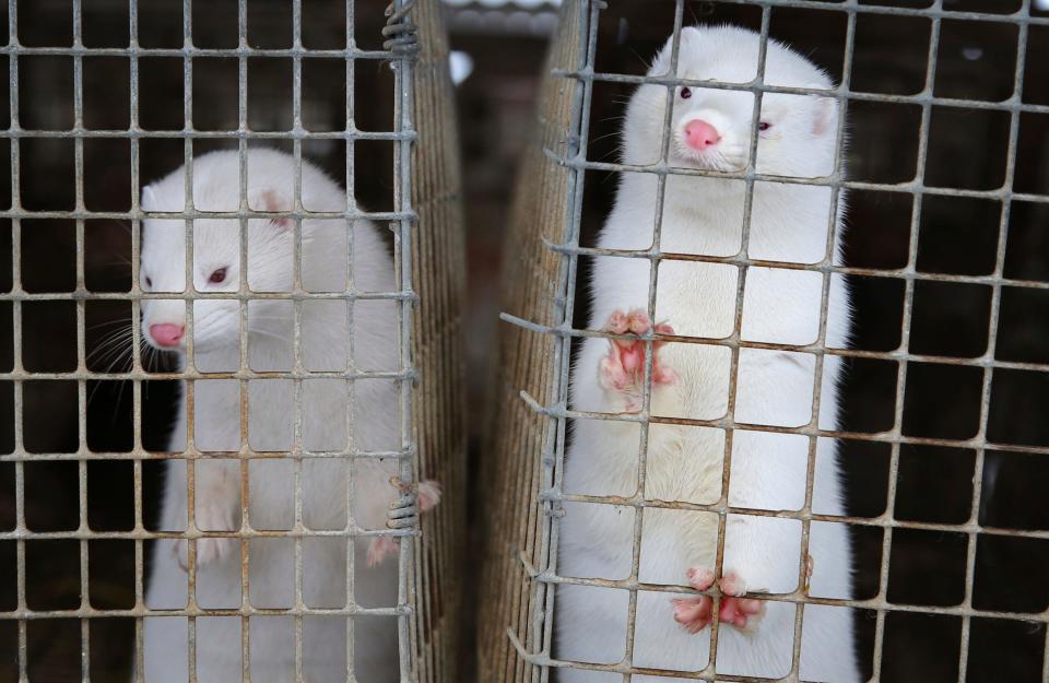 In this Dec. 6, 2012, file photo, a mink looks out of a cage at a fur farm in the village of Litusovo, northeast of Minsk, Belarus. U.S. officials have confirmed coronavirus outbreaks at 18 U.S. mink farms, including one in Michigan. Four people in Michigan — a taxidermist, his wife and two mink farm employees — who were infected with a unique coronavirus strain connected to minks. That has led state and federal health officials to conclude they likely contracted the first known U.S. cases of so-called animal-to-human virus “spillover.”