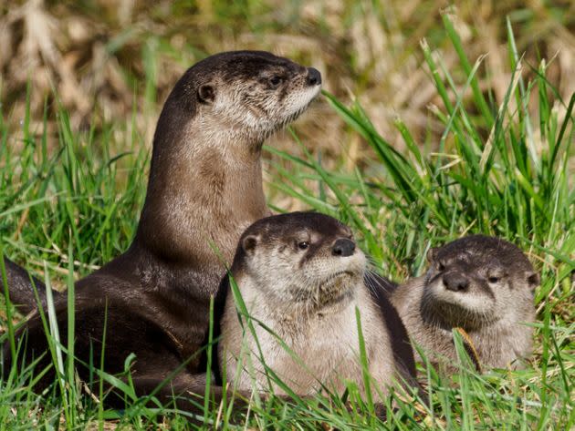 River otters.  (Photo: GarysFRP via Getty Images)