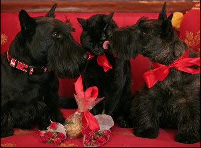 The Bushes' cat India gets licked by their dogs Barney and Miss Beazley