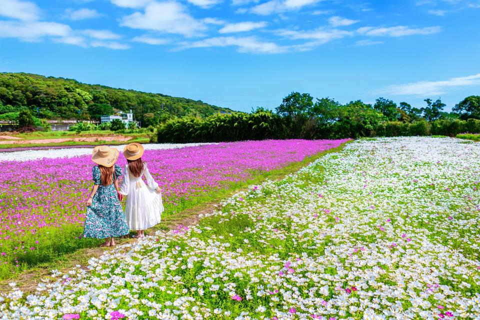 桃園鄉親快尖叫！南瓜隧道、紫色仙草浪漫、波斯菊花海準備洗爆IG