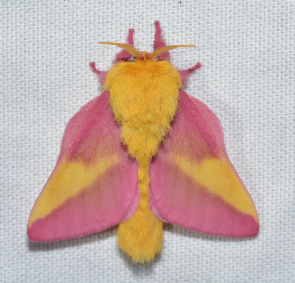 7) Rosy Maple Moth