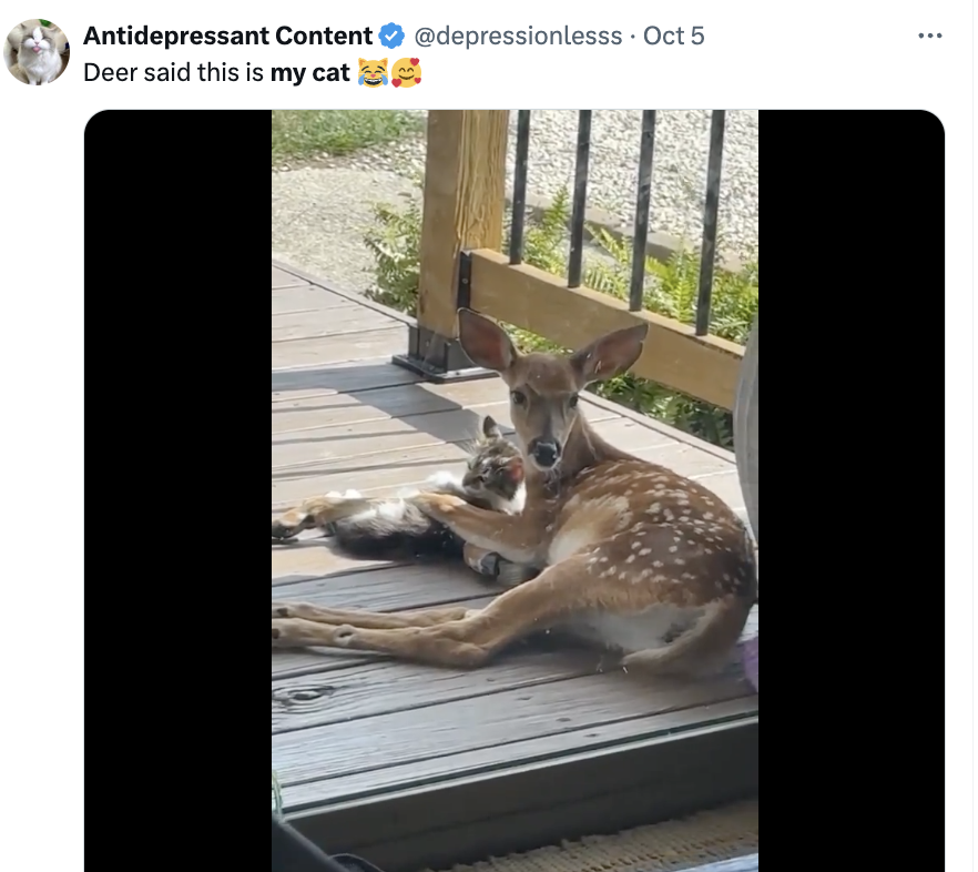 Fawn and cat cuddle on a wooden porch