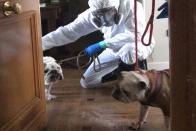 <p>A volunteer in Madrid, Spain rescues dogs who have owners hospitalized by Covid-19 during the pandemic in March 2020.</p>