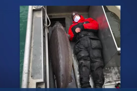 <p>A US Fish and Wildlife Services staffer lies next to the 240lb sturgeon</p> (WXYZ-TV Detroit | Channel 7)