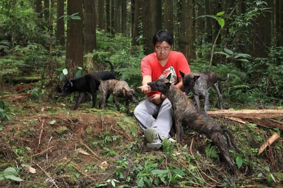 台灣犬好不容易獲國際認可，然因政府政策，犬舍關門五分之四，若再遭漠視恐滅種。（記者林雪娟攝）