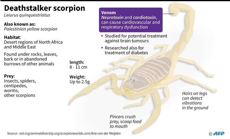 Deathstalker (Leiurus quinquestriatus) is the world's most lethal scorpion