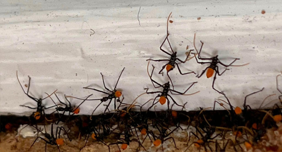 Assassin bugs. 