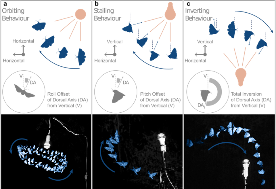 Los diagramas muestran a los insectos girando vertical u horizontalmente o invirtiéndose en presencia de luz artificial.