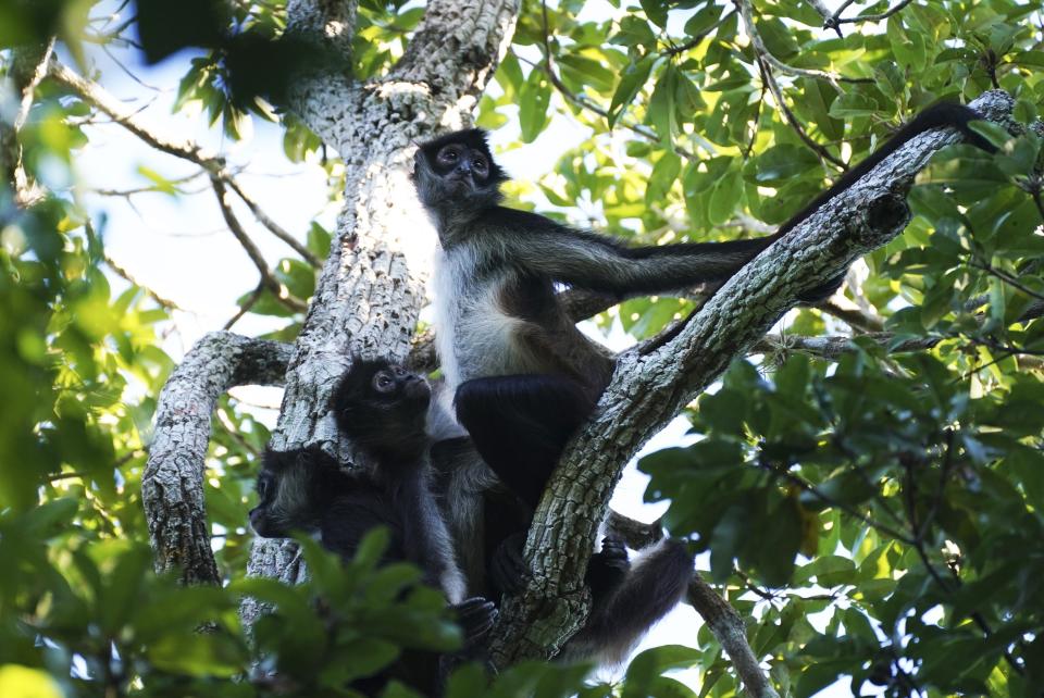FILE - Spider monkeys sit in a tree in the Calakmul Biosphere Reserve, a protected natural area in the Yucatan Peninsula of Mexico, Jan. 10, 2023. Environmentalists say the administration of President Andrés Manuel López Obrador is trying to greenwash its legacy by adding dozens of new protected natural areas while simultaneously slashing funding for the environmental protection department. (AP Photo/Marco Ugarte,File)