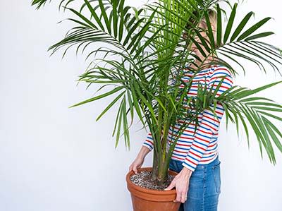 Large Majesty Palm, Indoor Plants & Houseplants for Delivery