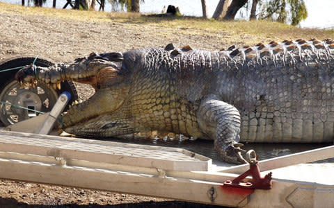 The death of the dominant crocodile is expected to create a power vacuum, with younger males likely to aggressively compete with each other  - Credit: EPA/ Queensland Police Service