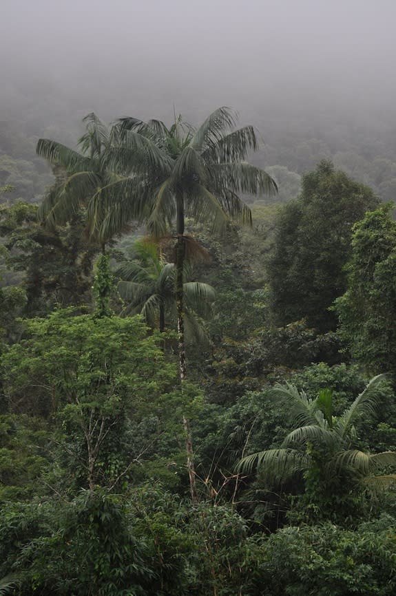 The palm (<i>Euterpe edulis</i>) relies on birds to disperse its seeds.