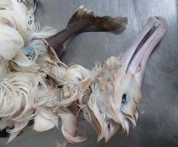 Albatross chokes on seal shark in New Zealand