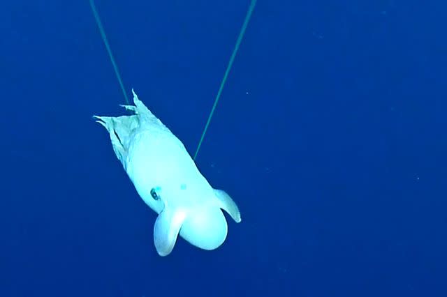 <p>Ocean Exploration Trust / NOAA/AMAZING ANIMALS+ /TMX</p>