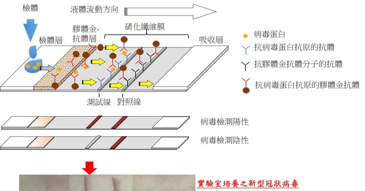 國衛院與國防預醫所研發「COVID-19抗原快篩試劑」。   圖：國衛院提供