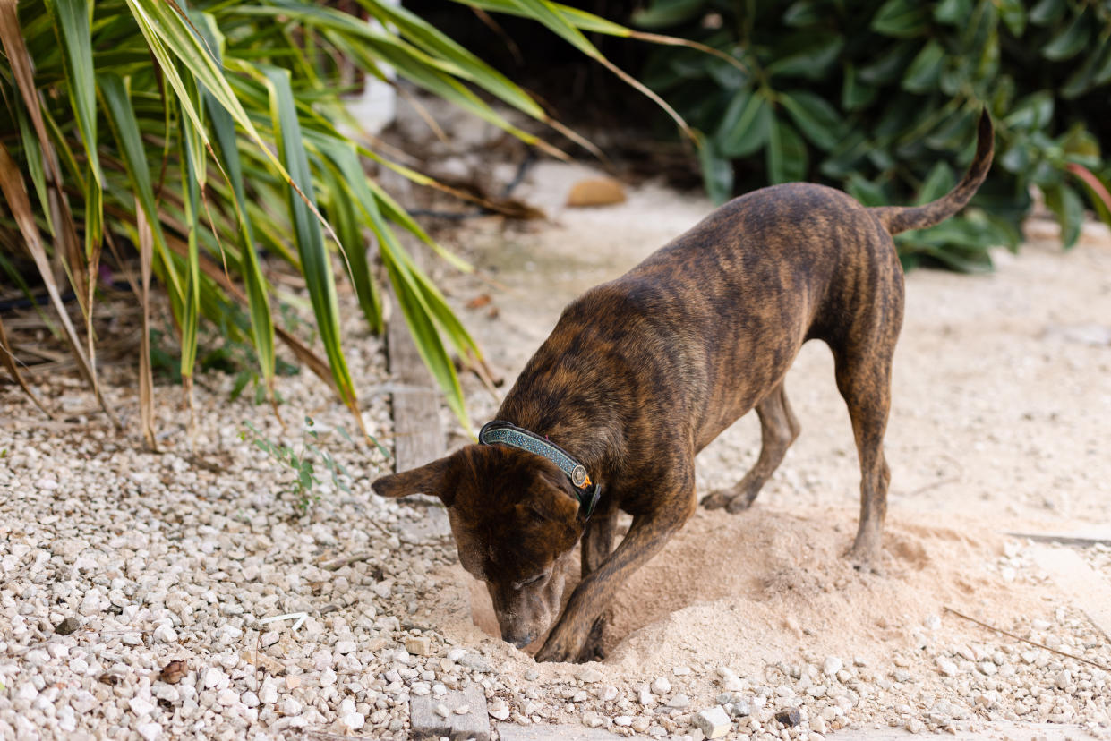 Hund gräbt nach Knochen im Garten