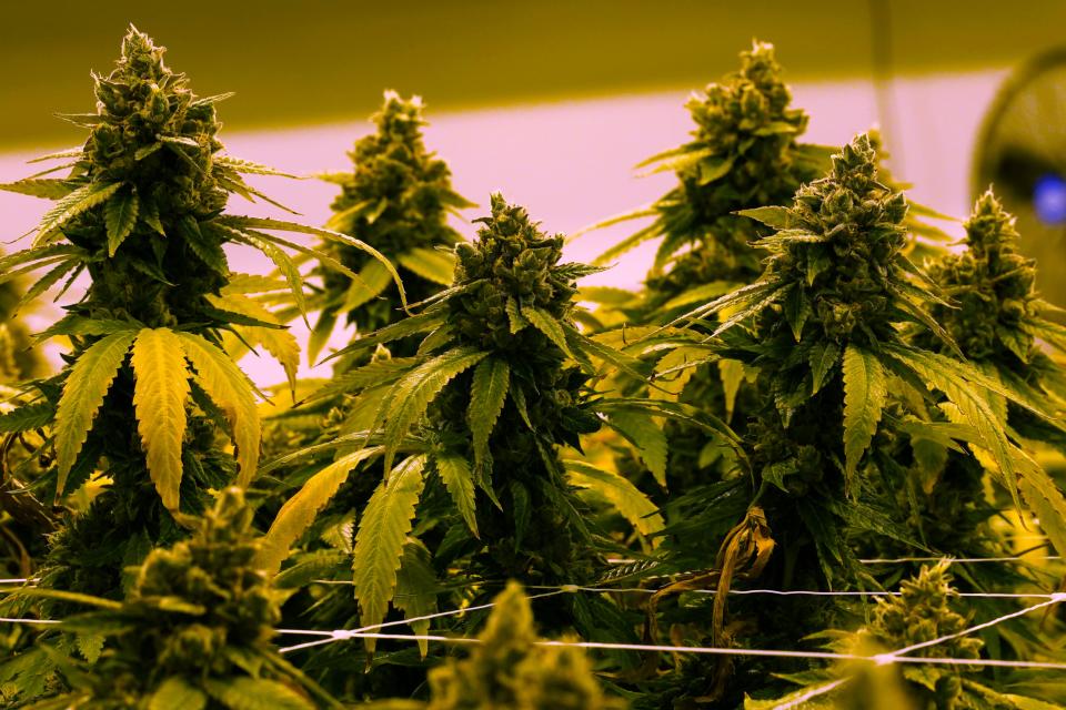 A cannabis plant that is close to harvest grows in a grow room at the Greenleaf Medical Cannabis facility in Richmond, Va., June 17, 2021. Recently, the Eastern Band of Cherokee Indians voted to legalize recreational use of marijuana on its reservation.