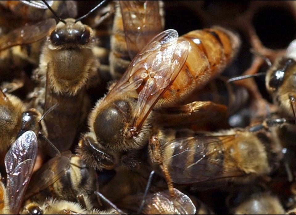 We’ve long since recognized that women have more value than just having babies. But tell that to bees. The queen bee’s only job is to lay eggs, without which the hive will die.     The queen doesn’t get to leave the house either, <a href="http://www.nytimes.com/info/bees/" target="_hplink">except for once</a> to mate with several drones. From these encounters she will store the sperm to last her entire lifetime.    A hive only has one queen bee at a time. But any young female bee, less than 48 hours old, can become a queen bee once fed a <a href="http://animals.nationalgeographic.com/animals/bugs/honeybee.html " target="_hplink">special food</a> called “royal jelly” by the workers.     That's a queen bee is pictured in the center. 
