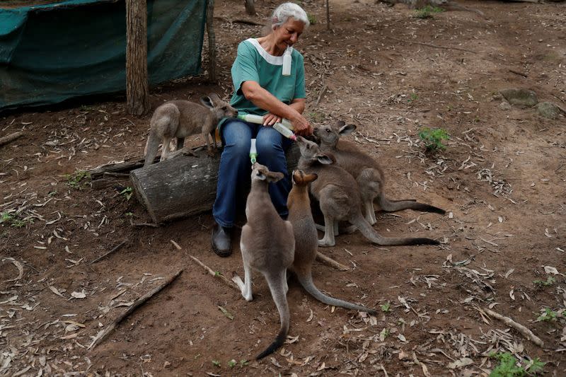 The Wider Image: At home with couple who saved baby kangaroos from the fires
