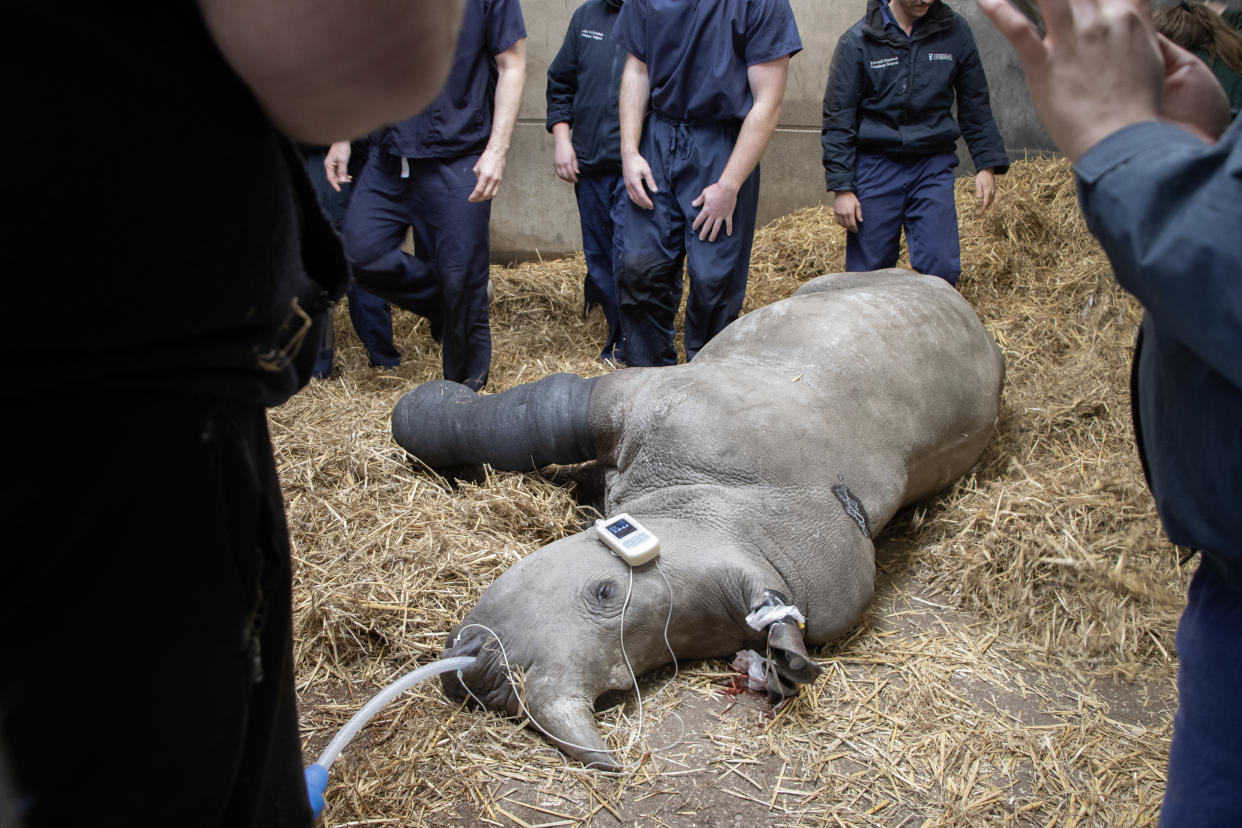 Amara had a cast put on her leg after the procedure (Knowsley Safari/PA)