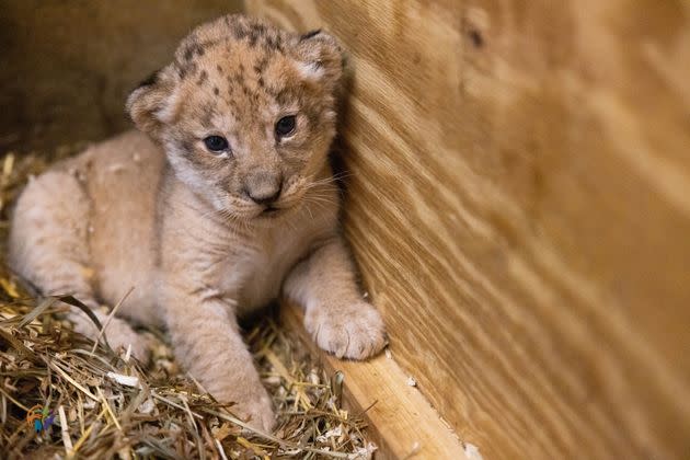 Zuri, the 4-week-old African lion cub. (Photo: Amy Smotherman Burgess/Zoo Knoxville)