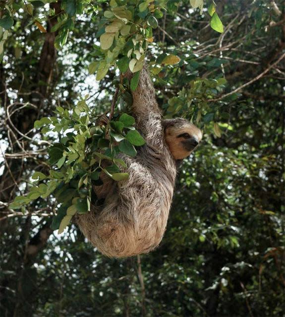 A sloth at the edge of a forest in the Amazon.