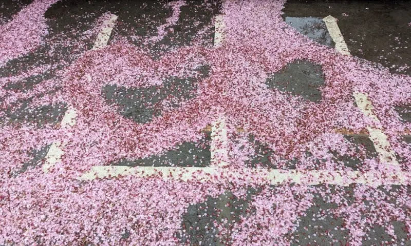 ▲福壽山農場停車場堆積厚厚的櫻花瓣，可以隨意推成心形。（圖／翻攝福壽山農場臉書，2024.03.02）
