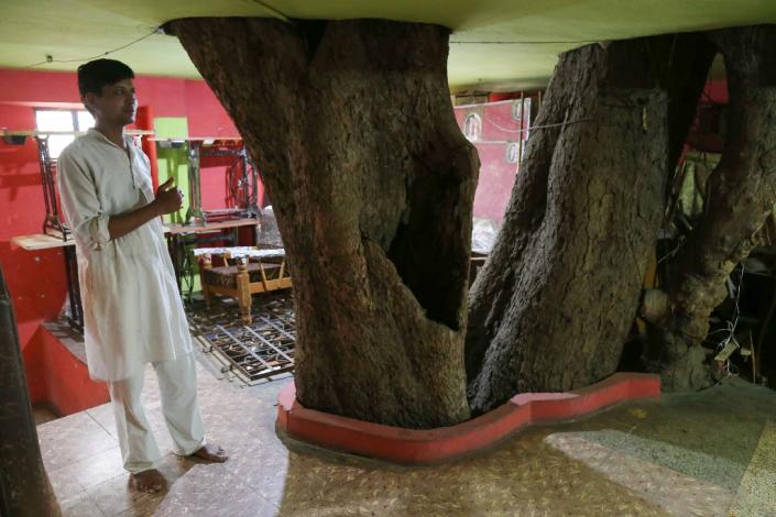 Yogesh Kesharwani stands on the first floor of their home in Jabalpur, built around a fig tree (AFP Photo/Uma Shankar MISHRA)