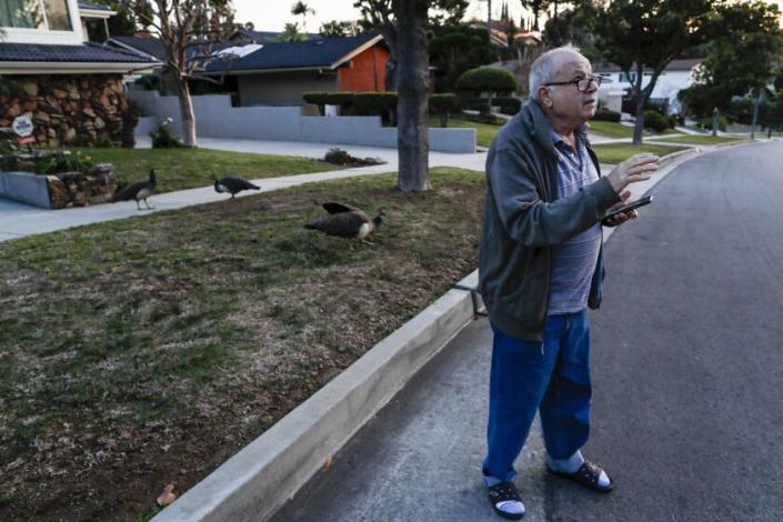 South Pasadena, CA, Wednesday, December 14, 2022 - Schlomo Nitzani surveys his neighborhood for wild peafowl as some collect behind him. In August, Nitzani collected 250 signatures from residents living in the Altos de Monterey section of South Pasadena who were tired of peafowls. They claimed the birds, originally from India, squawk very loudly at early hours of the morning, poop all over streets and sidewalks, chip cars with their beaks, damage roofs and kill lawns. Nitzani presented the petition to the South Pasadena City Council in order to convince the board to remove the birds. They agreed and set aside $25,000 so trapper Jonathan Gonzalez of Raptor Inc could round up the over 100 birds that live in the area. The removal of peafowl has been a pet project of Nitzani since 2010(Robert Gauthier/Los Angeles Times)