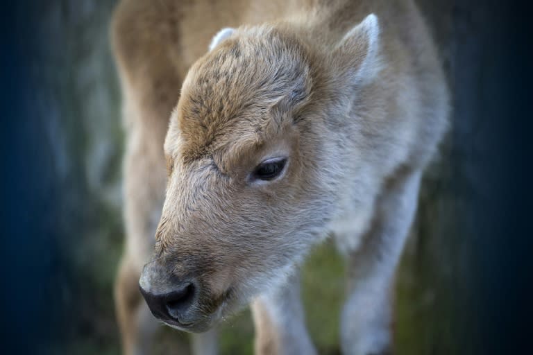 "Dusanka", an extremely rare white bison, was born at Belgrade zoo