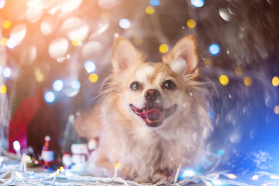 Your pet can easily gnaw on electrical wire.<p>WHYFRAME/Shutterstock</p>