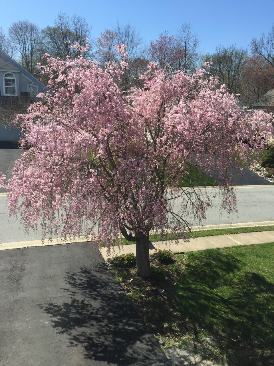 An Eastern Redbud tree in a front yards