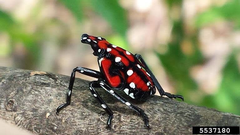 Spotted lanternfly nymphs take on a red shade before they molt into adults.