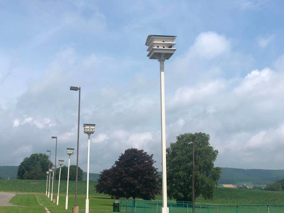 Heisler’s Cloverleaf Dairy boasts the second-largest population of Purple Martins in the state.