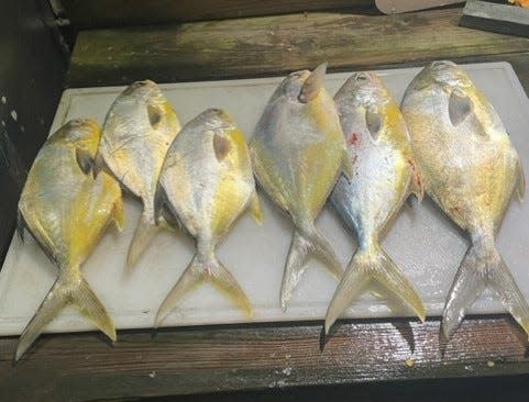 A nice 6-pack of pompano, which happens to be the daily limit.