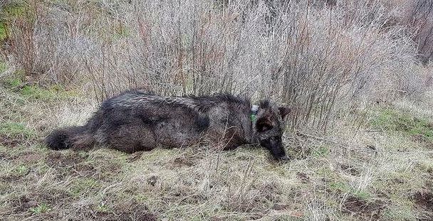 Still-tranquilized OR-59 is shown after being fitted with a GPS tracing collar in 2017. (Photo: Courtesy Oregon Department of Fish and Wildlife)