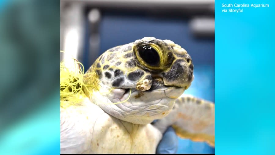 South Carolina Aquarium via Storyful