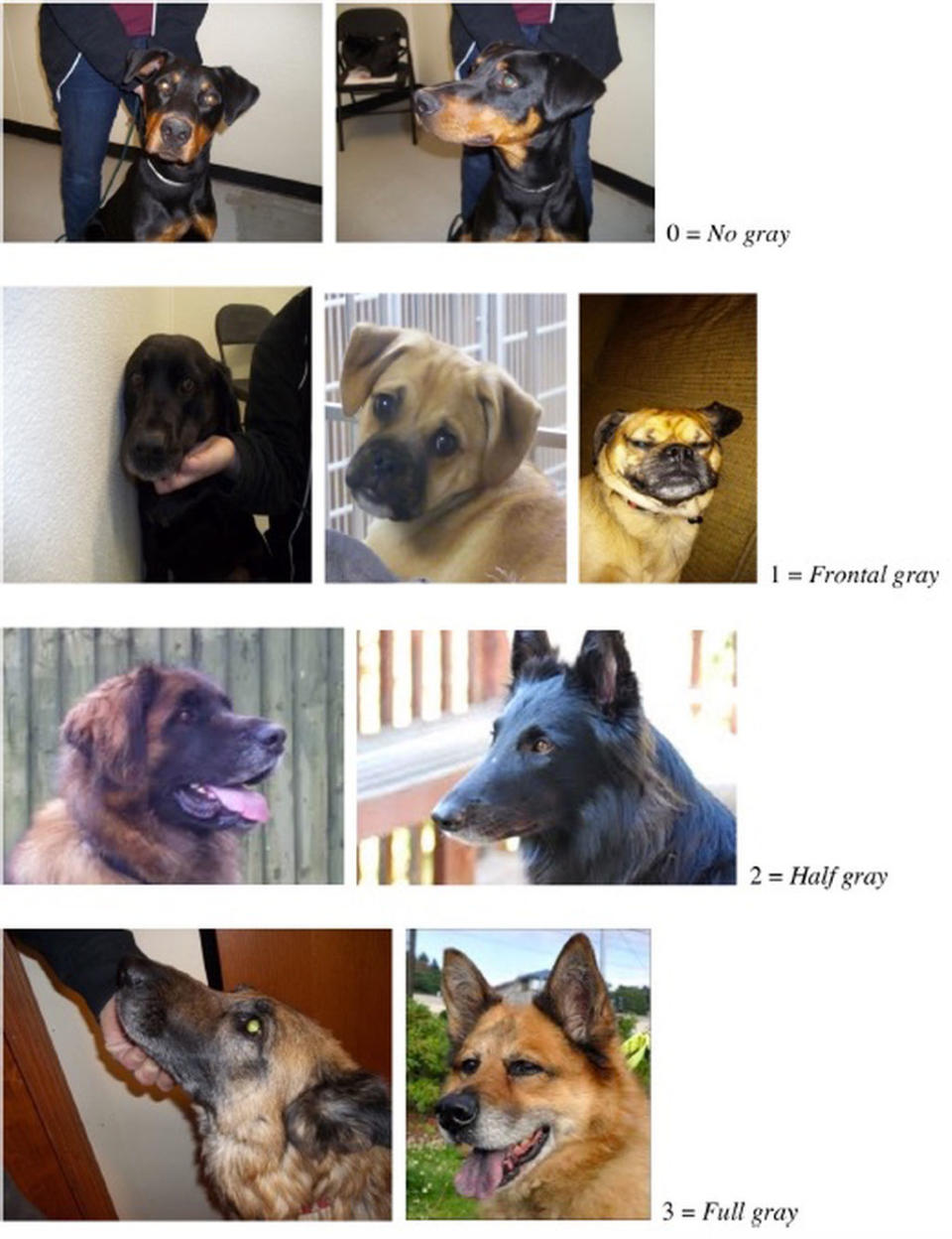 Dogs rated as having no gray (top), frontal gray (second from top), half gray (second from bottom) and full gray (bottom). <cite>King, C. <i>et al.</i> Applied Animal Behaviour Science (2016). <a href="https://creativecommons.org/licenses/by/4.0/" rel="nofollow noopener" target="_blank" data-ylk="slk:Creative Commons;elm:context_link;itc:0;sec:content-canvas" class="link ">Creative Commons</a>.</cite>