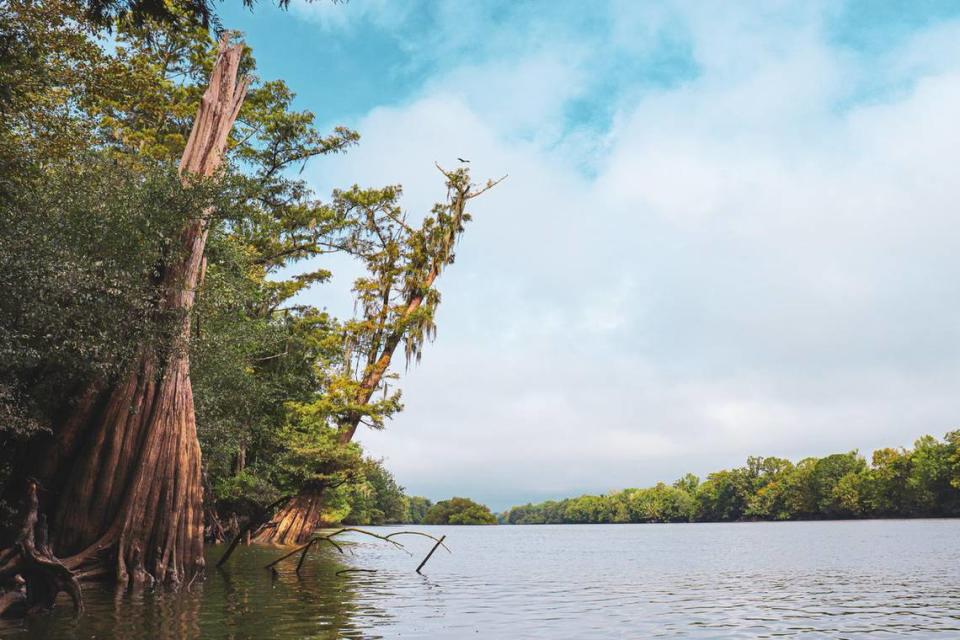 The wild and scenic Santee River at Jamestown was once the site of an important riverboat landing and ferry crossing. Today, it is spanned by U.S. 17 Alternate and is the location of an excellent boat landing that serves as a gateway to this Lowcountry waterway.