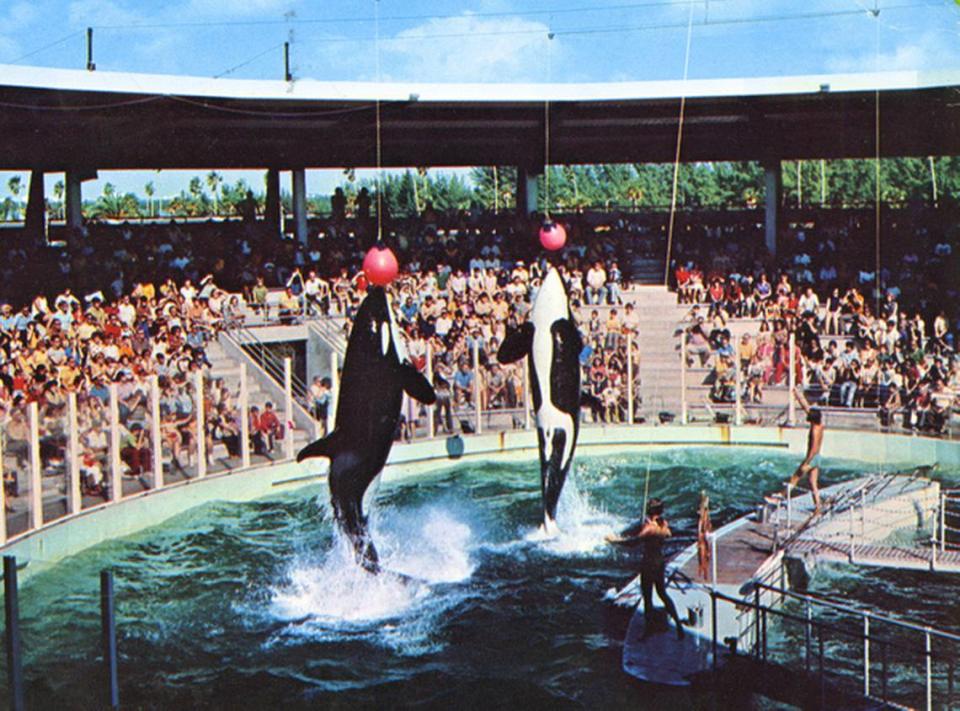 Hugo and Lolita perform in the 1970s in the Miami Seaquarium.